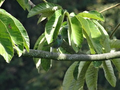 Stilpnia heinei