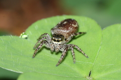 Dendryphantes rudis