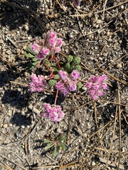 Calyptridium monospermum