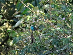 Tangara labradorides