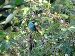 Tangara labradorides