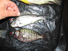 Haplotaxodon microlepis