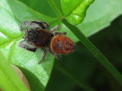 Phidippus whitmani