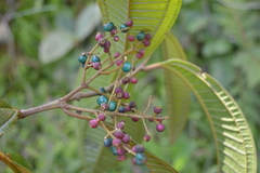 Miconia symplocoidea