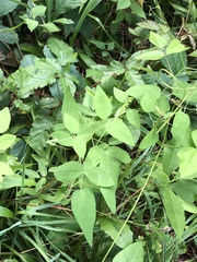 Clematis glaucophylla