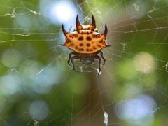 Gasteracantha curvispina