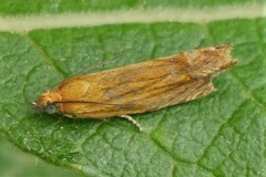 Lathronympha strigana