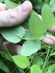 Clematis glaucophylla