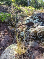 Festuca saximontana