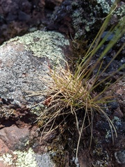 Festuca saximontana