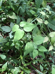 Clematis glaucophylla