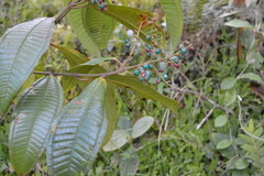 Miconia symplocoidea