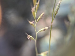 Festuca saximontana
