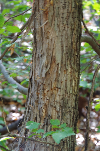 Image of Big Bend Hop Hornbeam by (c) Eric Knight, some rights reserved (CC BY)