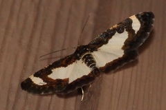 Heliomata cycladata