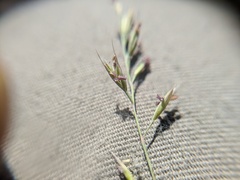 Festuca saximontana