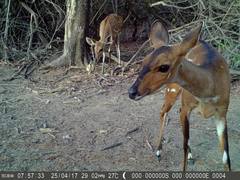 Tragelaphus scriptus