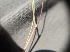 Festuca saximontana