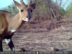 Tragelaphus scriptus