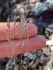 Festuca saximontana