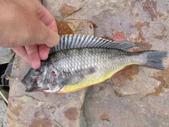 Limnotilapia dardennii