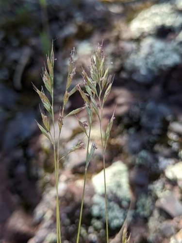 Festuca saximontana Rydb.