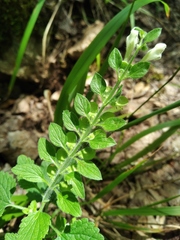 Scutellaria albida