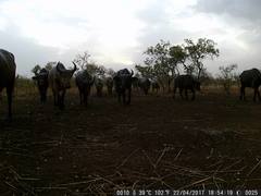 Syncerus caffer brachyceros