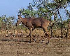 Alcelaphus buselaphus major