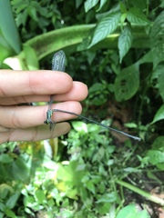 Mecistogaster modesta