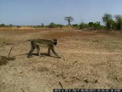 Chlorocebus tantalus