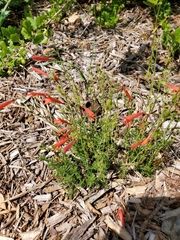 Penstemon pinifolius