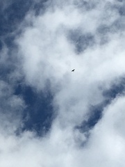 Alauda arvensis arvensis