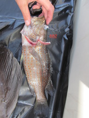 Anyperodon leucogrammicus