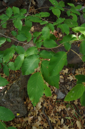 Image of Big Bend Hop Hornbeam (Ostrya chisosensis) by (c) Eric Knight, some rights reserved (CC BY)