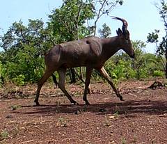 Alcelaphus buselaphus major