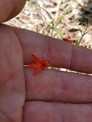 Penstemon pinifolius