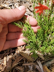 Penstemon pinifolius