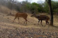 Tragelaphus scriptus