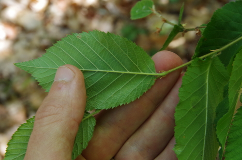 Image of Big Bend Hop Hornbeam (Ostrya chisosensis) by (c) Eric Knight, some rights reserved (CC BY)
