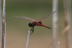 Tramea insularis