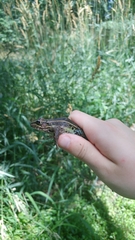 Lithobates kauffeldi