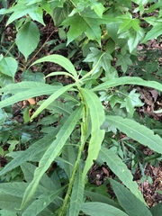 Verbesina walteri