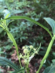Verbesina walteri