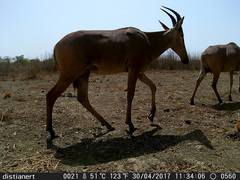 Alcelaphus buselaphus major