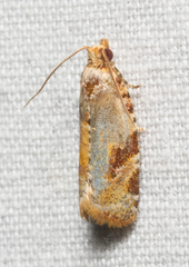 Argyrotaenia