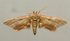 Idaea furciferata
