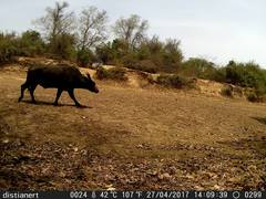 Syncerus caffer brachyceros