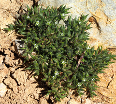 Minuartia meyeri