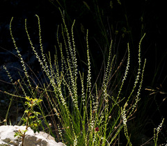 Anarrhinum forskaohlii
